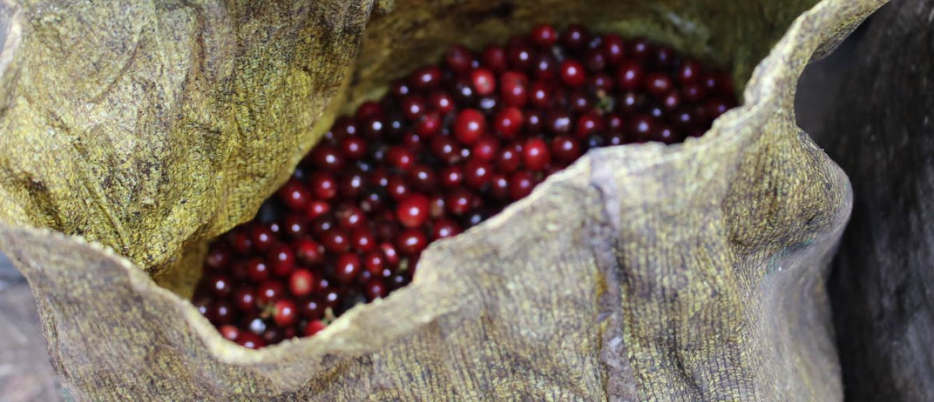 El Salvador | Finca San Luis