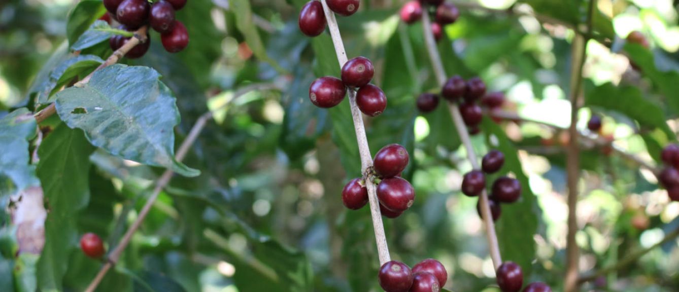 El Salvador | Finca San Luis