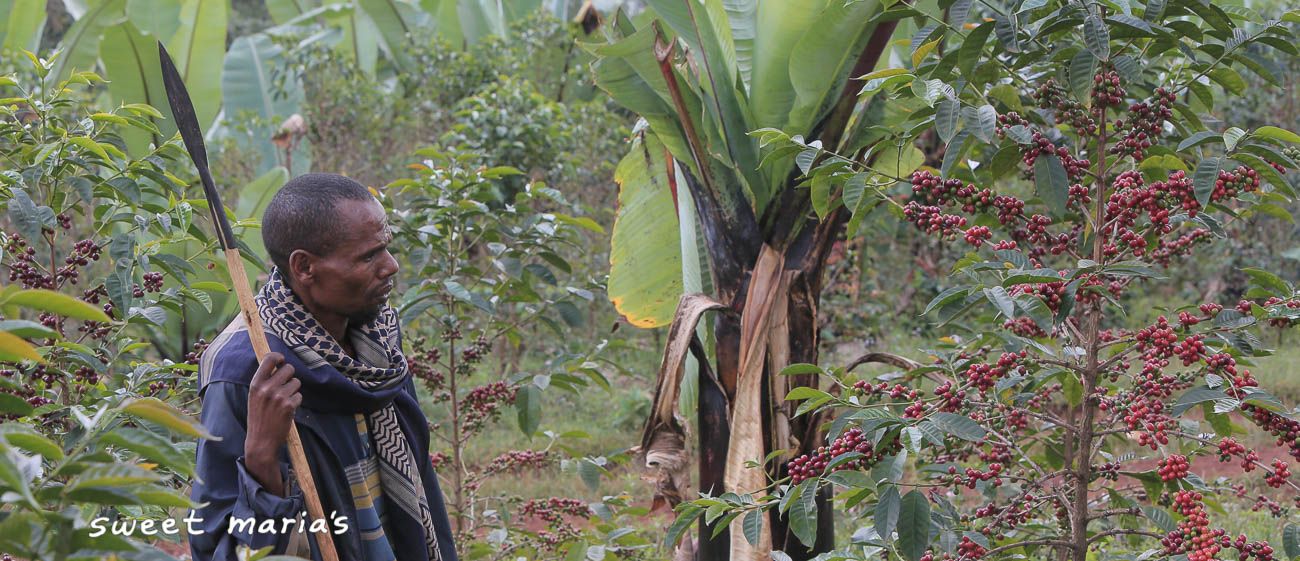 Ethiopia | Guji Goro Bedessa