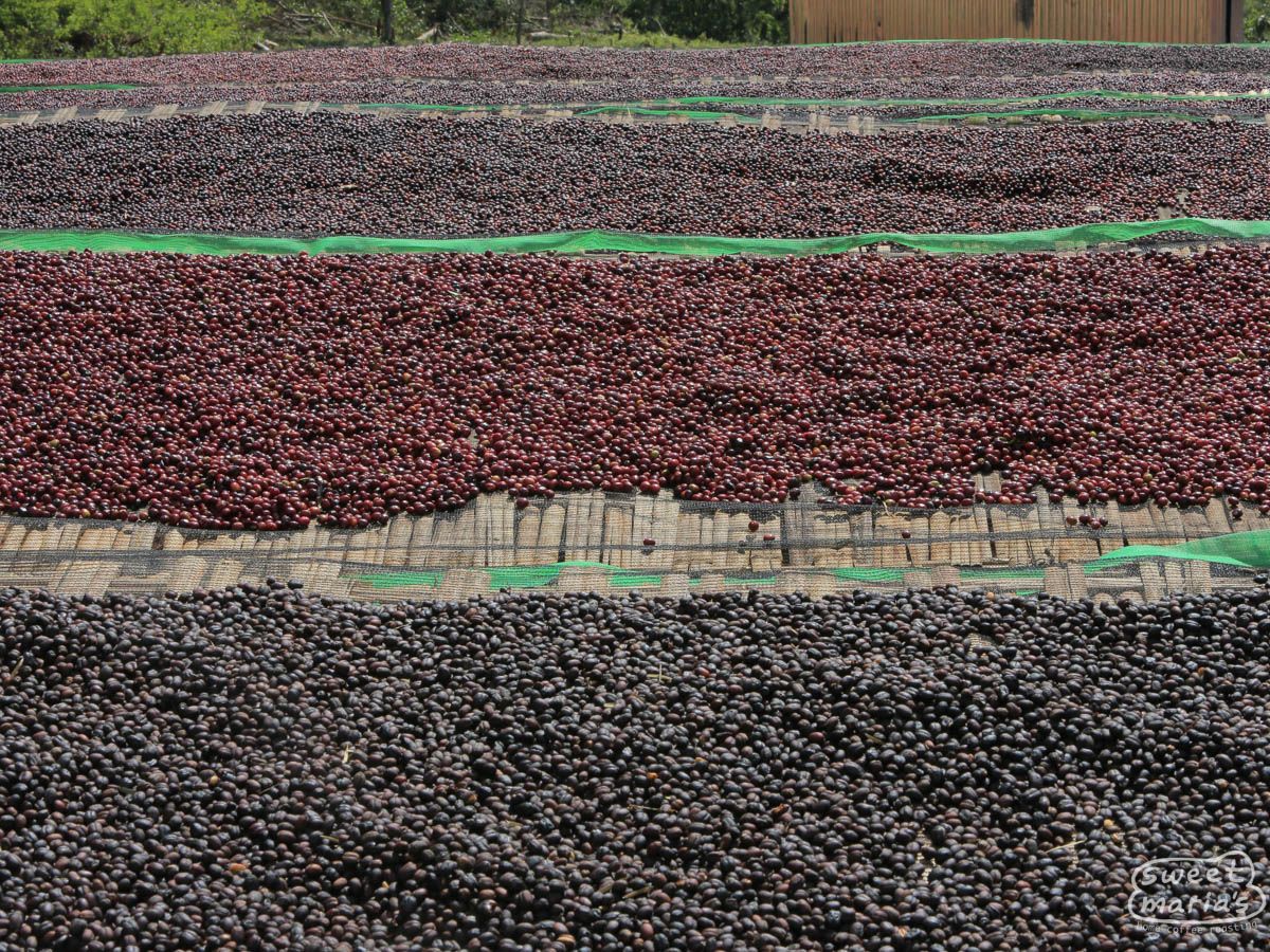 Ethiopia | Benti Nenka
