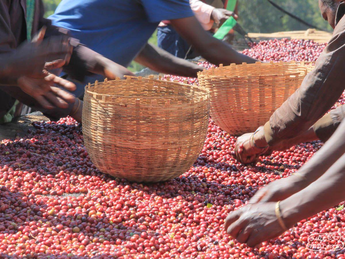 Ethiopia | Benti Nenka
