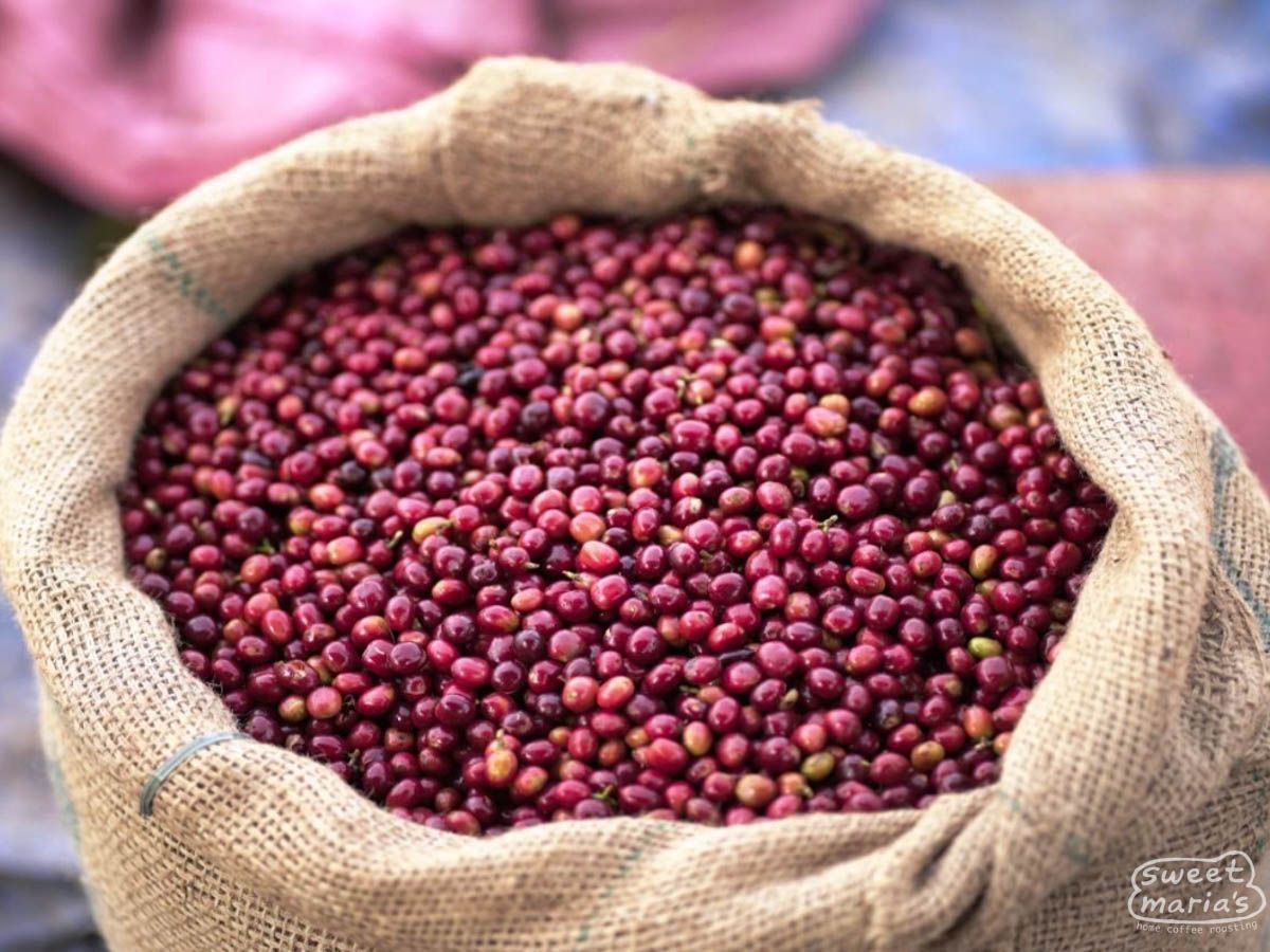 Ethiopia | Yirgacheffe